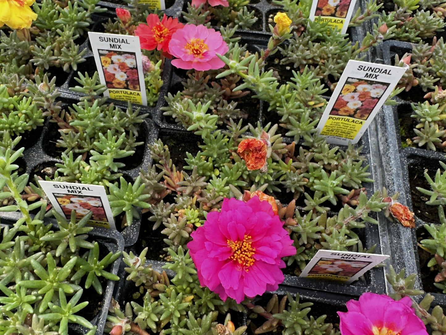 Portulaca / Moss Roses