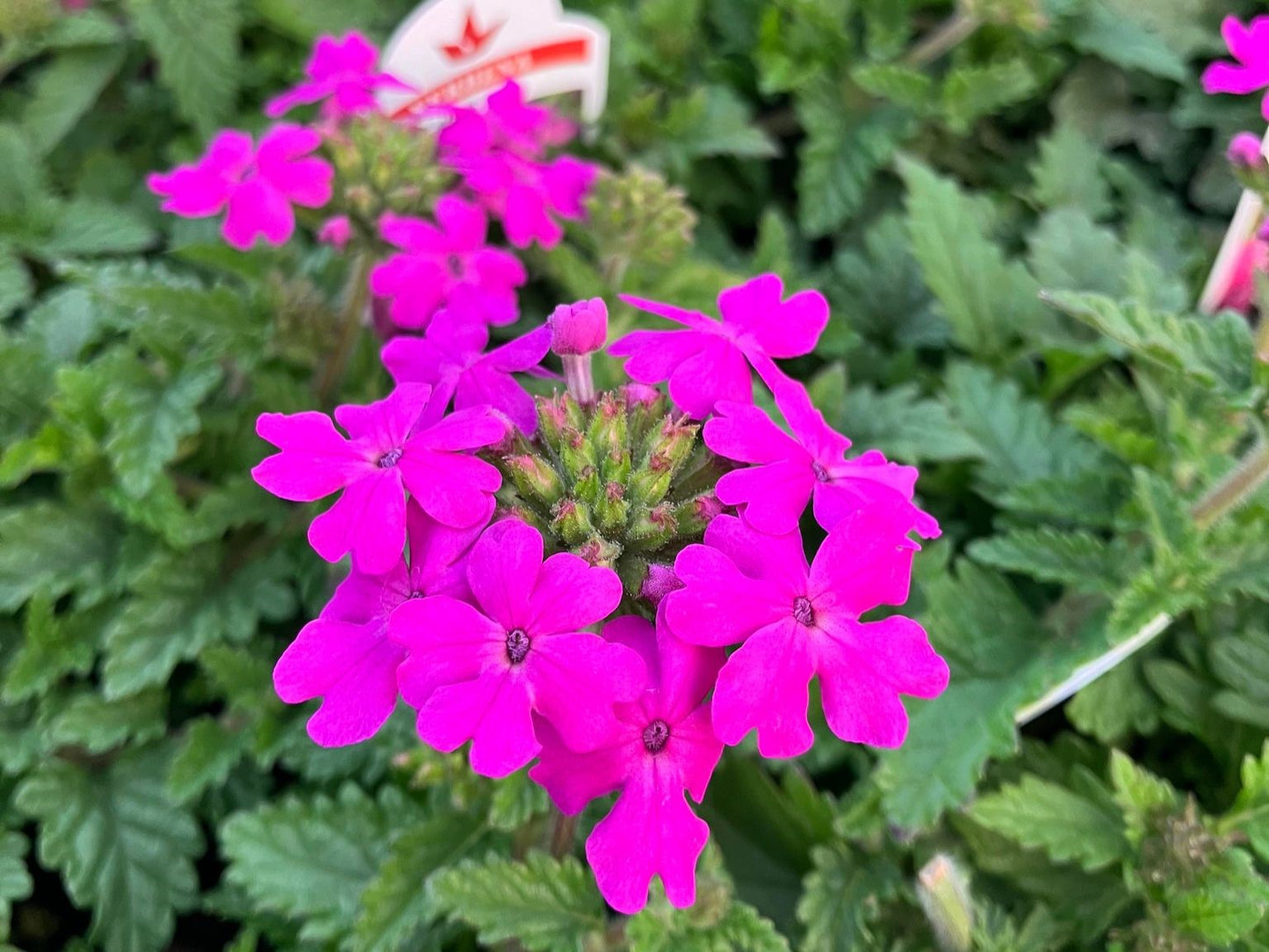 Verbena