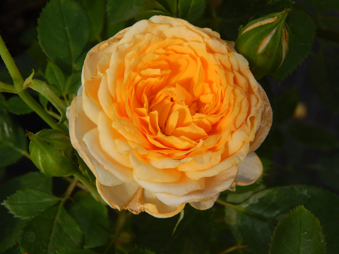 Edith's Darling Rose
