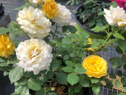 Julia Child Rose