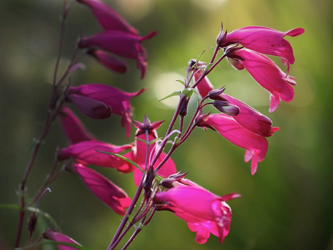 Penstemon