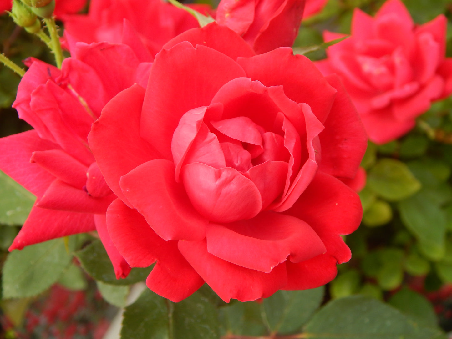 Double Knock Out Rose