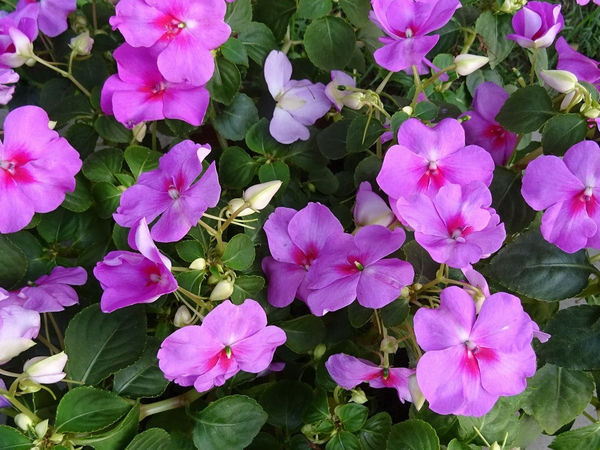 Impatiens