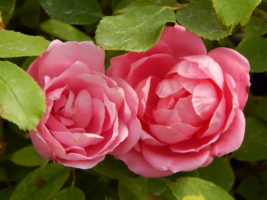 Pink Double Knock Out Rose