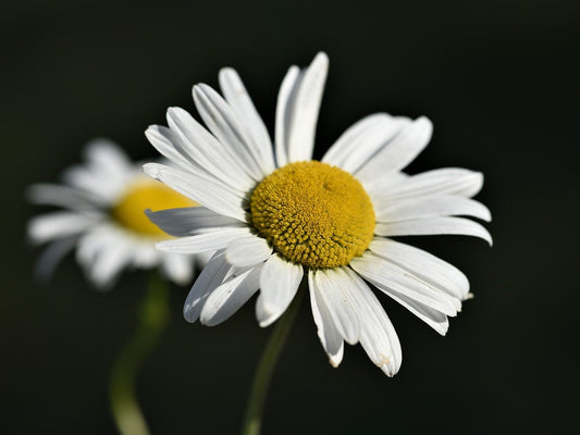 Shasta Daisy